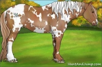 Horse Color:White Spotted Chestnut