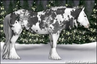 Horse Color:White Spotted Black Splash