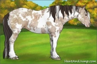 Horse Color:White Spotted Classic Champagne Ice 