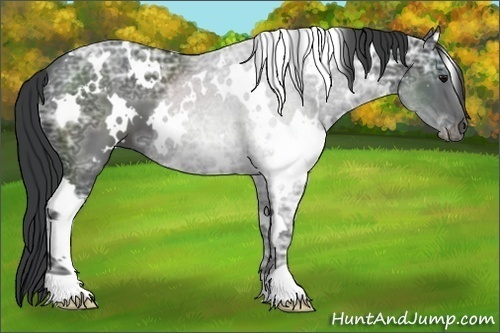 Horse Color:White Spotted Black Ice