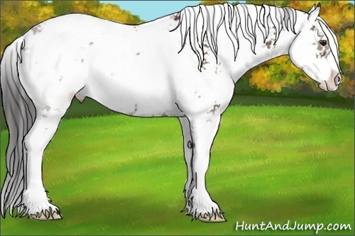 Horse Color:Bay Sabino 