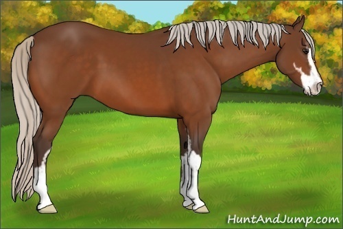 Horse Color:Silver Brown Sabino
