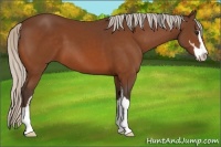 Horse Color:Silver Brown Sabino 