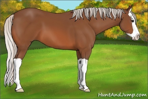 Horse Color:Silver Bay Splash 