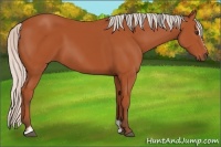 Horse Color:Silver Bay Sabino 