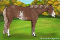 Horse Color:Chestnut Sabino Rabicano