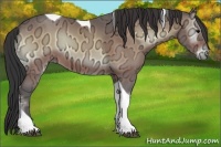 Horse Color:Buckskin Ice Onyx Tobiano 