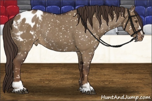 Horse Color:Liver Red Dun Sabino Appaloosa Rabicano 