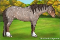 Horse Color:Liver Red Roan Snowflake Varnish Rabicano 