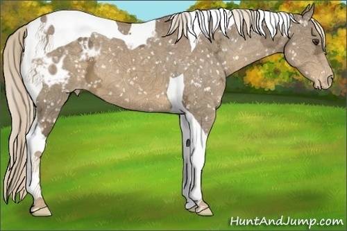 Horse Color:Chocolate Palomino Ice Tobiano Appaloosa 