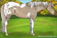 Horse Color:Chocolate Palomino Ice Tobiano Appaloosa 