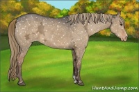 Horse Color:Liver Red Dun Ice Snowflake Varnish