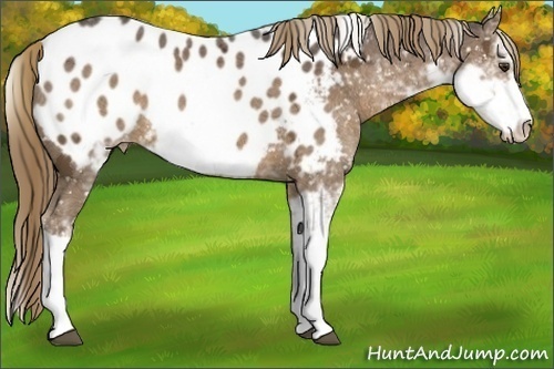 Horse Color:Liver Chestnut Ice Sabino Appaloosa 