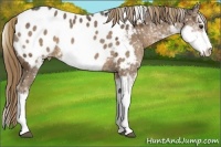 Horse Color:Liver Chestnut Ice Sabino Appaloosa