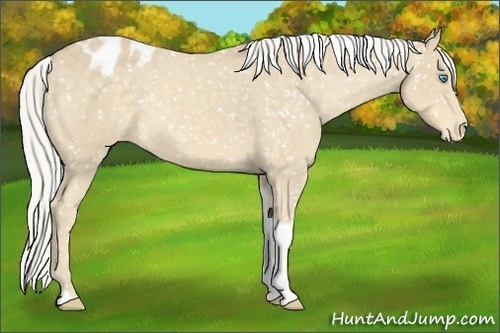 Horse Color:Silver Perlino Tobiano Appaloosa Rabicano 