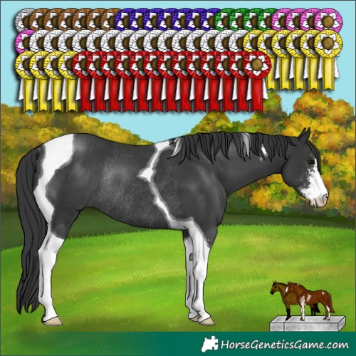 Horse Color:Black Sabino Tobiano Rabicano