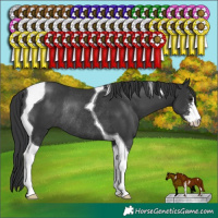 Horse Color:Black Sabino Tobiano Rabicano 