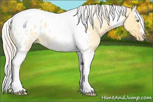 Horse Color:Silver Amber Champagne Roan Dun Splash Tobiano Frame Blanket Rabicano