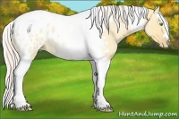 Horse Color:Silver Amber Champagne Roan Dun Splash Tobiano Frame Blanket Rabicano