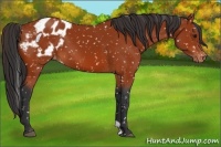 Horse Color:Bay Appaloosa