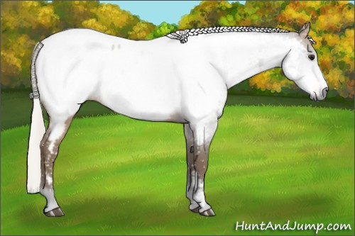 Horse Color:Gray Silver Buckskin Appaloosa 