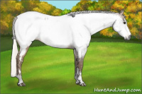 Horse Color:Gray Silver Buckskin Appaloosa 