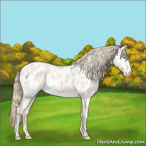 Horse Color:Perlino Appaloosa 