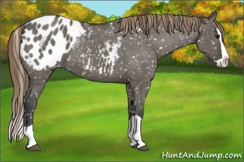 Horse Color:Smoky Grullo Splash Appaloosa 