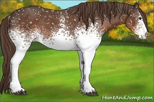 Horse Color:White Spotted Liver Chestnut Snowflake Varnish