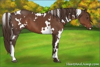 Horse Color:White Spotted Liver Chestnut 