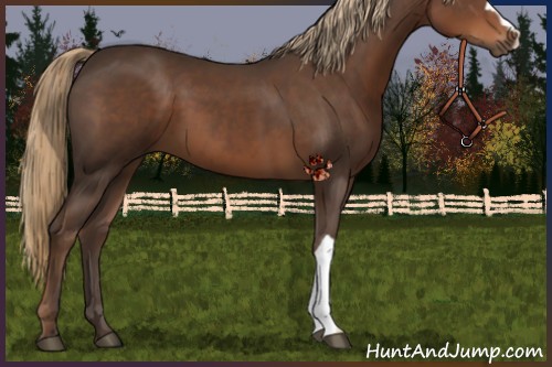 Horse Color:Liver Chestnut