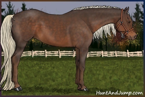 Horse Color:Liver Chestnut