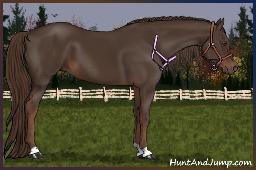 Horse Color:Liver Chestnut 