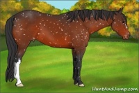 Horse Color:Bay Appaloosa 