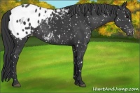 Horse Color:Black Appaloosa 