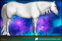 Horse Color:Chocolate Brown Appaloosa 