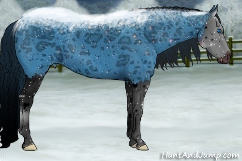 Horse Color:ERROR: UNKNOWN ANOMALY