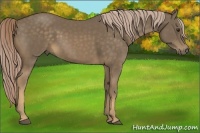 Horse Color:Chocolate Palomino 