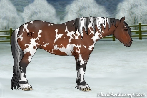 Horse Color:White Spotted Bay