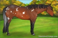 Horse Color:White Spotted Bay 