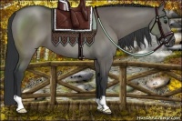 Horse Color:Grullo 