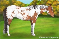 Horse Color:White Spotted Bay Appaloosa 