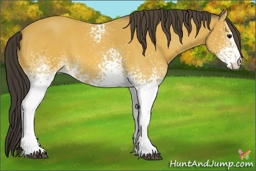 Horse Color:White Spotted Buckskin 
