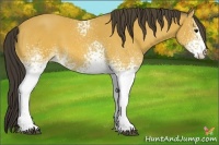 Horse Color:White Spotted Buckskin