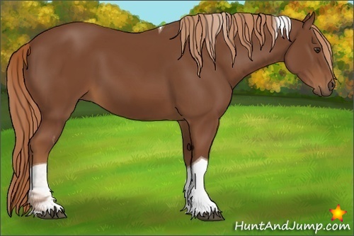 Horse Color:Chestnut Tobiano
