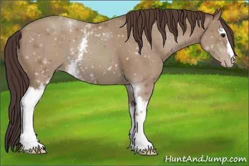 Horse Color:White Spotted Classic Champagne