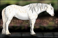 Horse Color:Palomino Frame Appaloosa  and Palomino Frame Appaloosa 