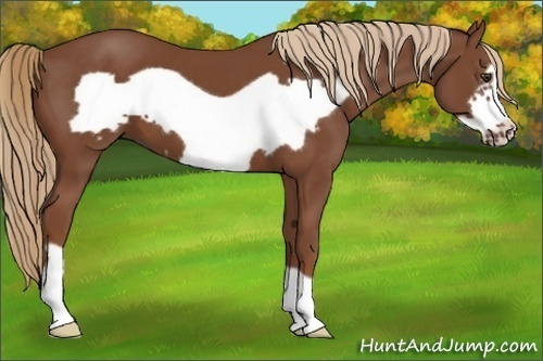 Horse Color:Chestnut Frame 