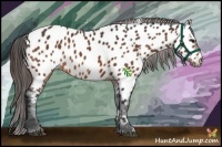 Horse Color:Bay Appaloosa 