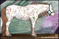 Horse Color:Gold Champagne Appaloosa 